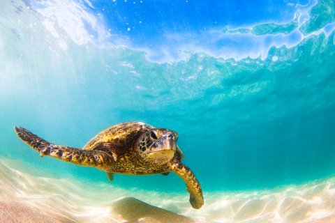 turtle