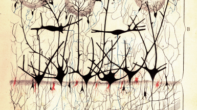 neuromi