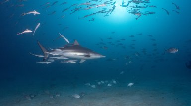 Workshop "Sharks of the Maldives"