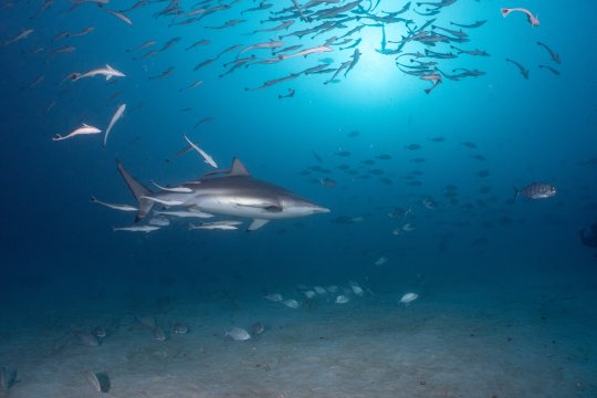 Workshop "Sharks of the Maldives"